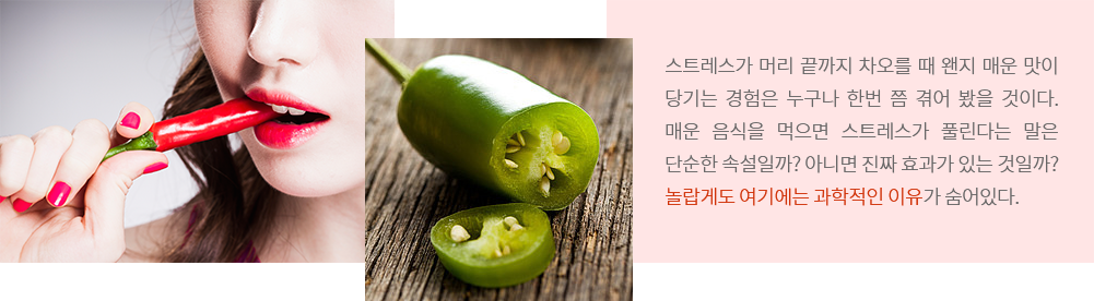 스트레스가 머리 끝까지 차오를 때 왠지 매운 맛이 당기는 경험은 누구나 한번 쯤 겪어 봤을 것이다. 매운 음식을 먹으면 스트레스가 풀린다는 말은 단순한 속설일까? 아니면 진짜 효과가 있는 것일까? 놀랍게도 여기에는 과학적인 이유가 숨어있다. 