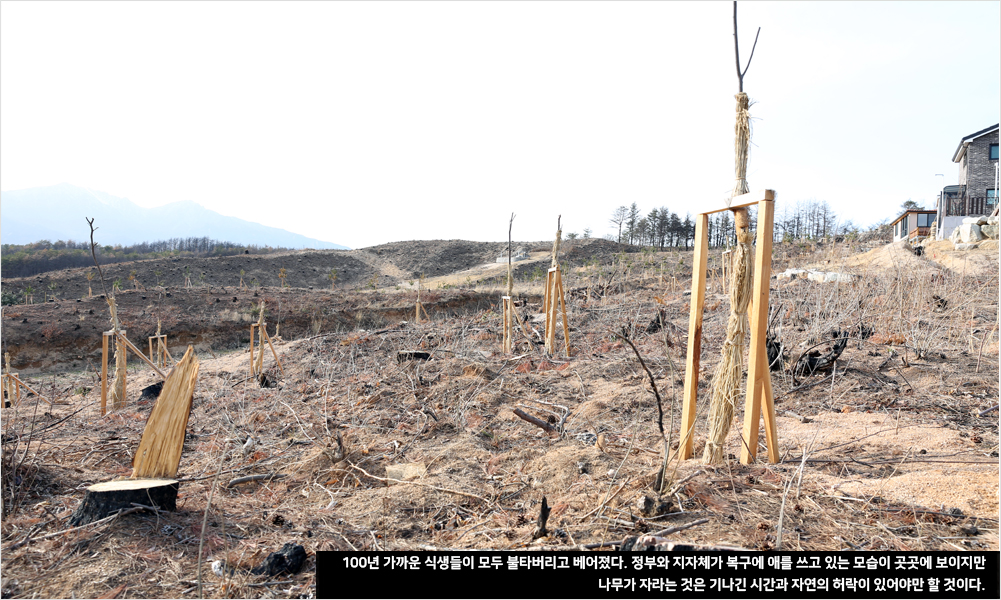 100년 가까운 식생들이 모두 불타버리고 베어졌다. 정부와 지자체가 복구에 애를 쓰고 있는 모습이 곳곳에 보이지만 나무가 자라는 것은 기나긴 시간과 자연의 허락이 있어야만 할 것이다.