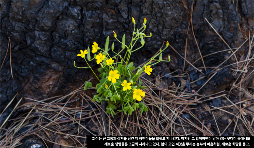 화마는 큰 고통과 상처를 남긴 채 장천마을을 할퀴고 지나갔다. 하지만 그 황폐함만이 남아 있는 잿더미 속에서도 새로운 생명들은 조금씩 자라나고 있다. 봄이 오면 씨앗을 뿌리는 농부의 마음처럼, 새로운 희망을 품고.