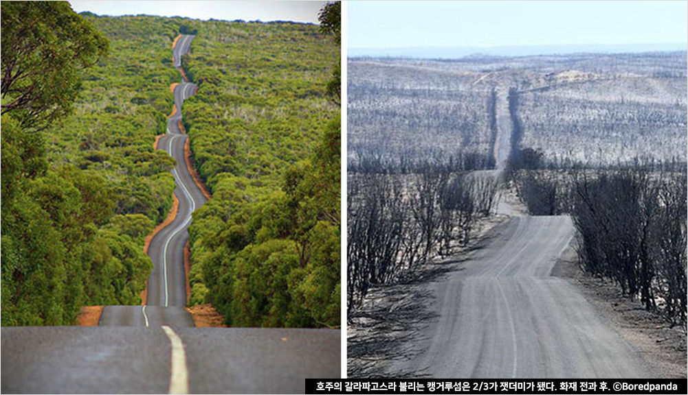호주의 갈라파고스라 불리는 캥거루섬은 2/3가 잿더미가 됐다. 화재 전과 후. ⓒBoredpanda