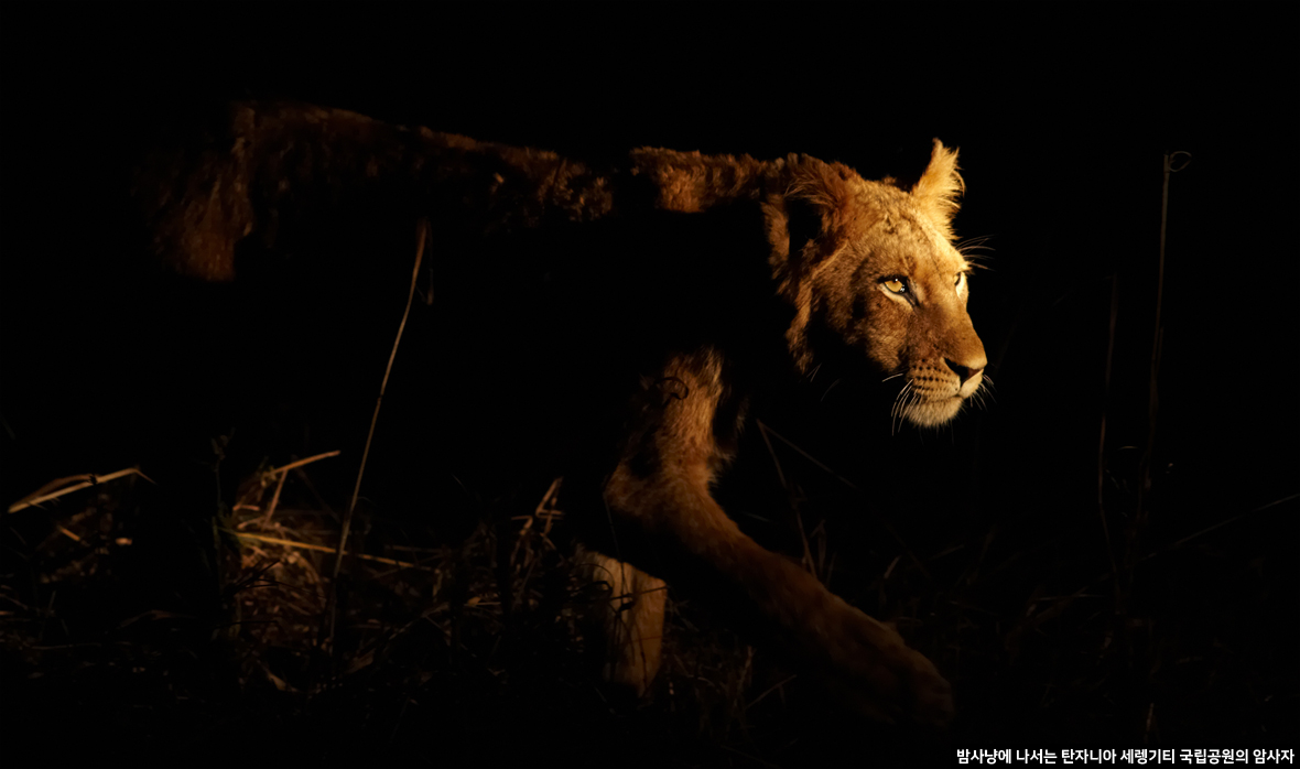 밤사냥에 나서는 탄자니아 세렝기티 국립공원의 암사자